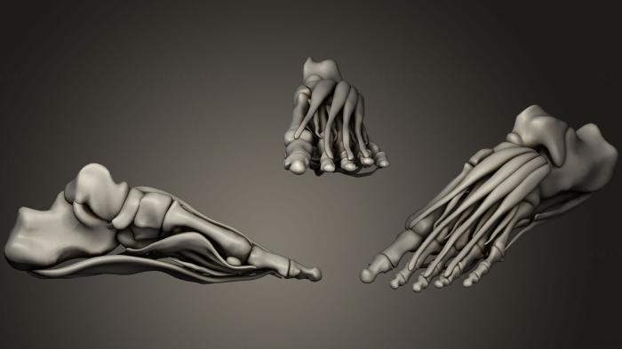 نموذج ثلاثي الأبعاد لآلة CNC تشريح الهياكل العظمية والجماجم عضلات القدم